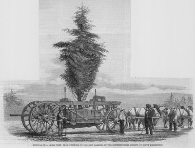 Verwijdering van een grote boom van Chiswick naar de nieuwe tuinen van de Horticultural Society in South Kensington door English School