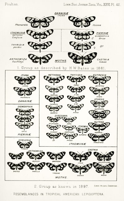 Overeenkomsten in tropische Amerikaanse lepidoptera, illustratie uit The Hope Reports, Vol. II, 1897-1900, geredigeerd door Edward B. Poulton, Oxford, 1901 door English School