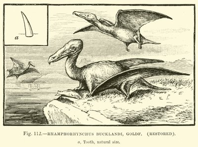 Rhamphorhynchus Bucklandi, Goldf, gerestaureerd door English School