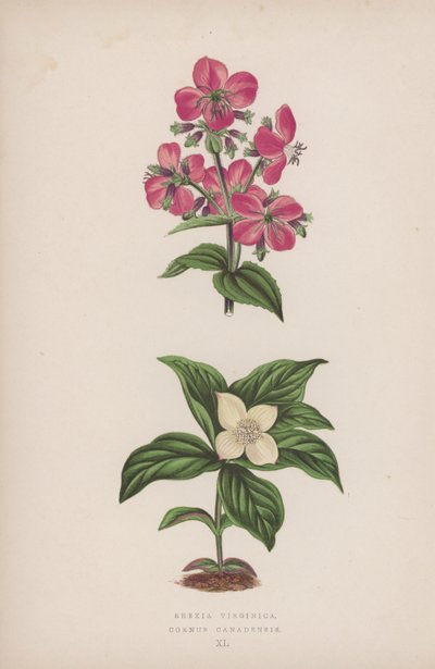 Rhexia Virginica; Cornus Canadensis (kleur litho) door English School