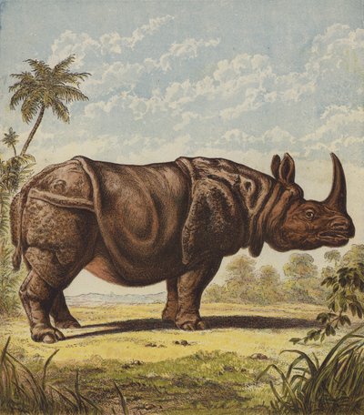 Neushoorn door English School