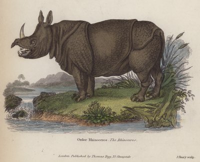 Neushoorn (gekleurde gravure) door English School