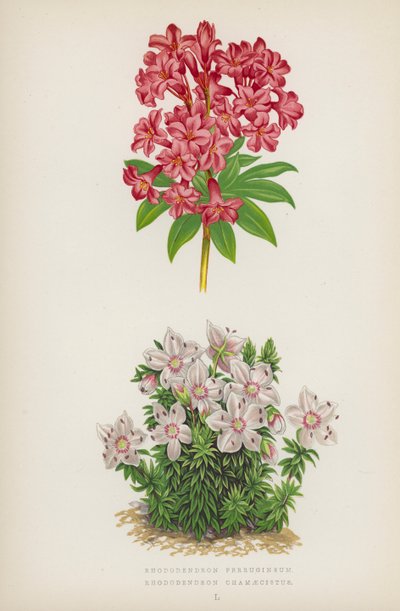 Rhododendron Ferrugineum; Rhododendron Chamaecistus door English School