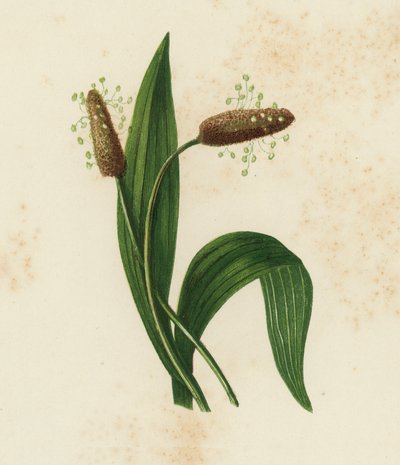 Smalle Weegbree, Plantago Lanceolata door English School