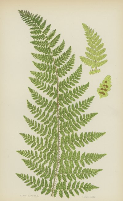 Stijve Lastrea (kleur litho) door English School