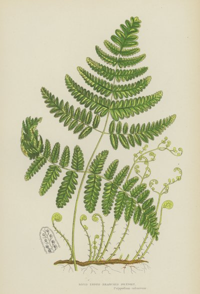 Stijve Drie-Tak Polypody (kleur litho) door English School