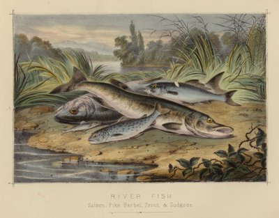 Rivier Vissen (kleur litho) door English School