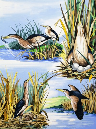Rivier vogels montage door English School