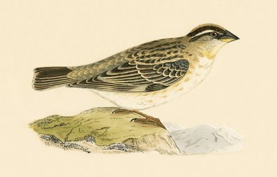 Rotsmus, illustratie uit 