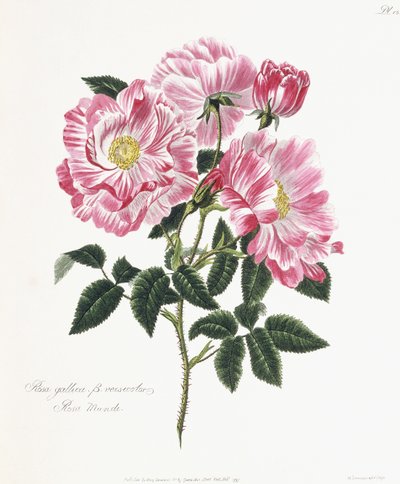 Rosa gallica, 1796-1799 door English School