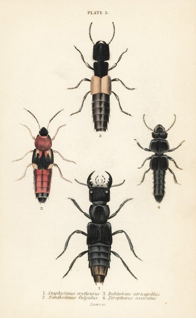 Kortschildkevers: Staphylinus erythrurus 1, Xantholinus fulgidus 2, Bolitobius atricapillus 3, Zirophorus exaratus 4 door English School