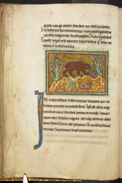 Royal 12 F.XIII, f.22v Een beer die naar welpen kijkt, Bestiarium (ff. 3-141), Lapidarium (ff. 141v-149), 2e kwart van de 13e eeuw door English School