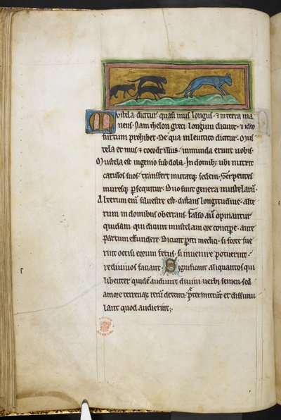 Royal 12 F.XIII, f.43v Muizen die een kat achtervolgen, uit Bestiarium (ff. 3-141), Lapidarium (ff. 141v-149), 2e kwart van de 13e eeuw (perkament) door English School