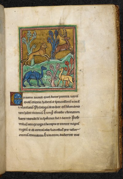 Royal 12 F.XIII, f.7 Luipaard die een hert achtervolgt, met een kameel en een ander dier, uit Bestiarium (ff. 3-141), Lapidarium (ff. 141v-149), 2e kwart van de 13e eeuw door English School
