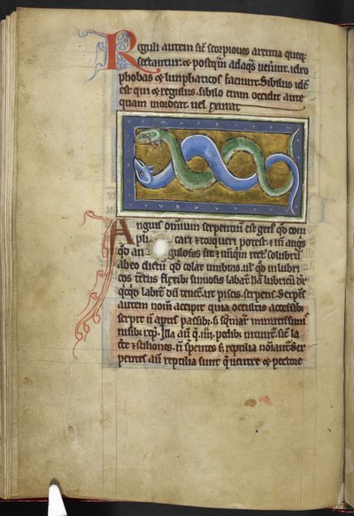 Anguis, uit 