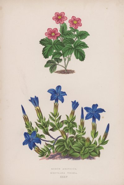 Rubus Arcticus; Gentiana Verna (kleur litho) door English School