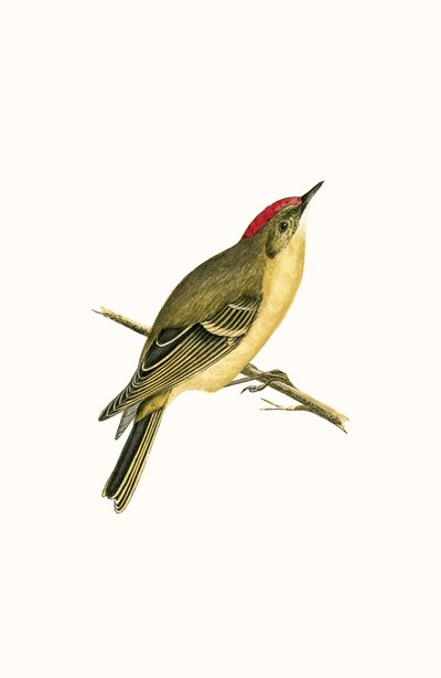 Ruby Crowned Kinglet, illustratie uit 