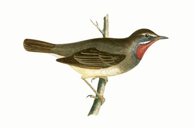 Robijnkeelzanger, illustratie uit 