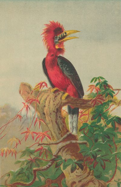 Roodnekkige neushoornvogel (Buceros nipalensis) door English School