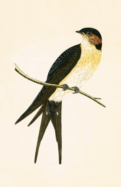 Roodbruine zwaluw, illustratie uit 