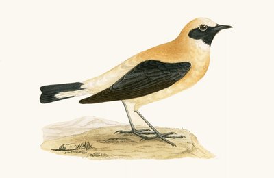 Russet Tapuit, illustratie uit 