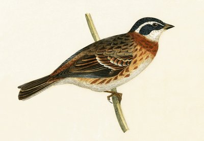 Rustieke Bunting, illustratie uit 
