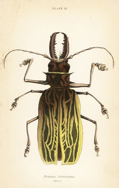 Sabeltandboktor, Macrodontia cervicornis (Prionus cervicornis) door English School