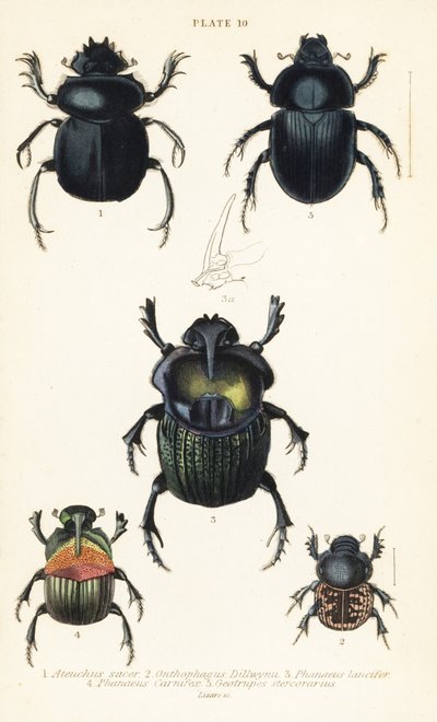 Heilige scarabee, Scarabaeus sacer 1, mestkevers, Onthophagus nuchicornis 2, Coprophanaeus lancifer 3, Sulcophanaeus carnifex 4, en mestkever, Geotrupes stercorarius 5 door English School