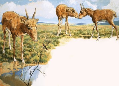 Saiga-antilope door English School