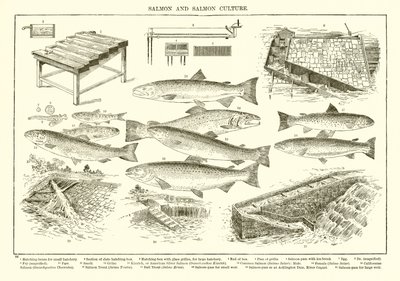 Zalm en Zalmcultuur door English School
