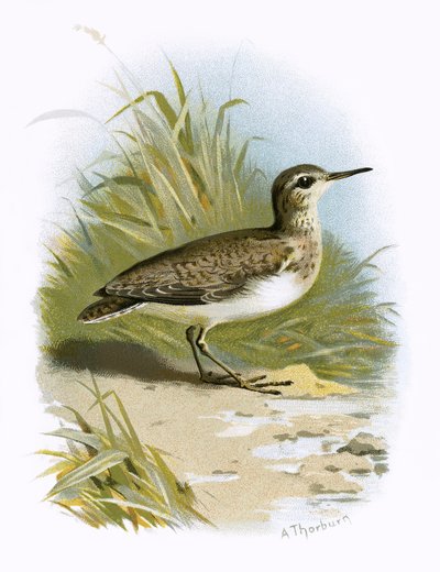 Strandloper door English School
