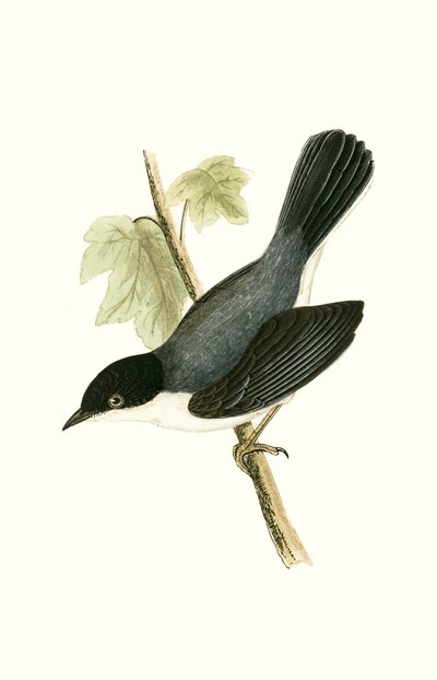 Sardijnse Zwartkop, illustratie uit 