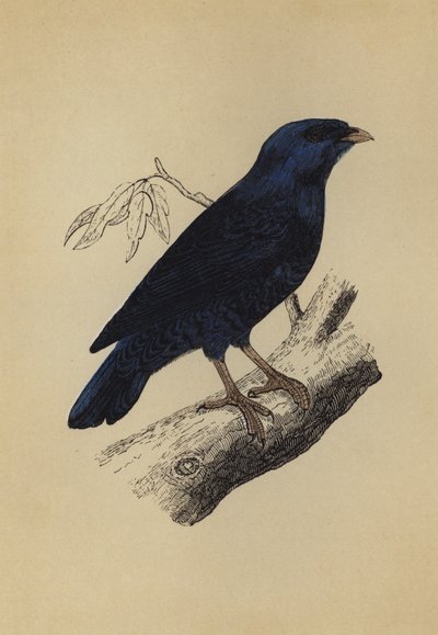 Satijnvogel door English School