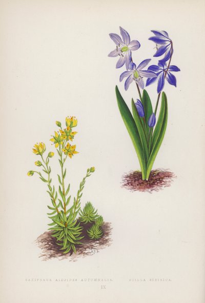 Saxifraga Aizoides Autumnalis; Scilla Sibirica door English School
