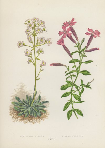 Saxifraga Aizoon; Silene Schafta door English School
