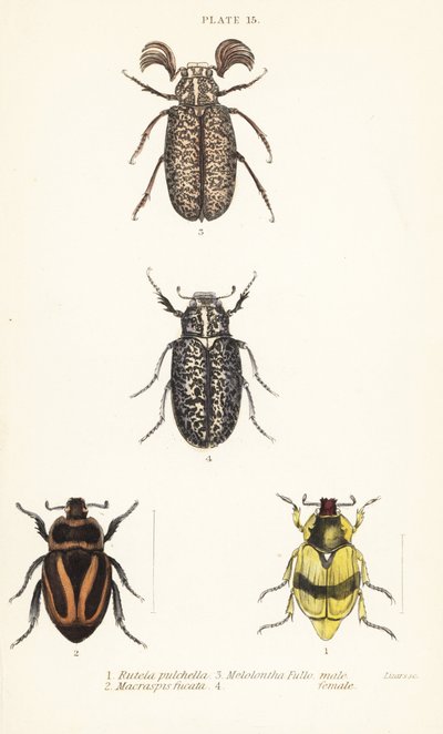 Scarabeeën: Pelidnota pulchella subsp door English School