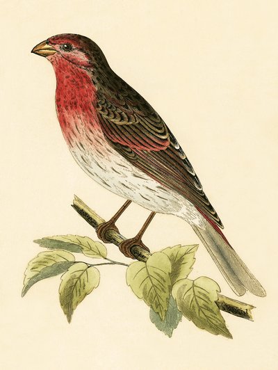 Rode goudvink, illustratie uit 