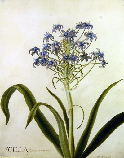Scilla Peruviana Botanische Studie door English School