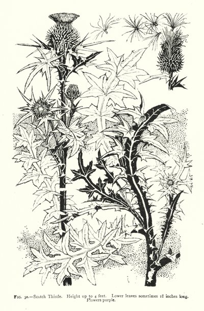 Schotse Distel; Hoogte tot 4 voet; Onderste bladeren soms 18 inch lang; Bloemen paars door English School