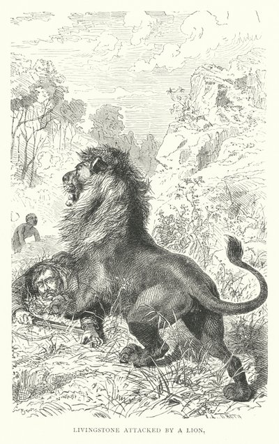 Schotse missionaris David Livingstone aangevallen door een leeuw in Afrika door English School
