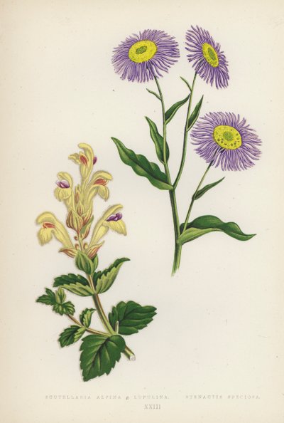 Scutellaria Alpina B Lupulina; Stenactis Speciosa door English School
