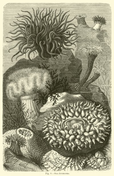 Zeeanemonen door English School