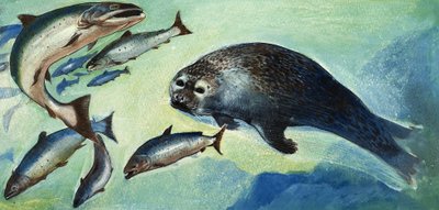 Zeehond en vis door English School