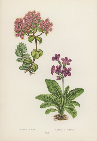 Sedum Ewersii; Primula Amoena door English School