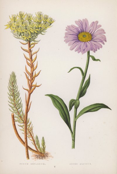 Sedum Reflexum; Aster Alpinus (kleur litho) door English School