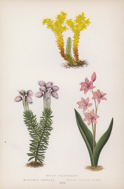 Sedum Sexangulare; Menziesia Caerulea; Scilla Bifolia Rubra door English School