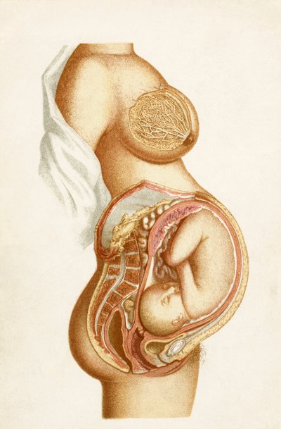 Semi-diagrammatische doorsnede van een voldragen zwangerschap met de positie van de foetus in de baarmoeder, uit Handbook of Obstetric Nursing, gepubliceerd in 1889 door English School