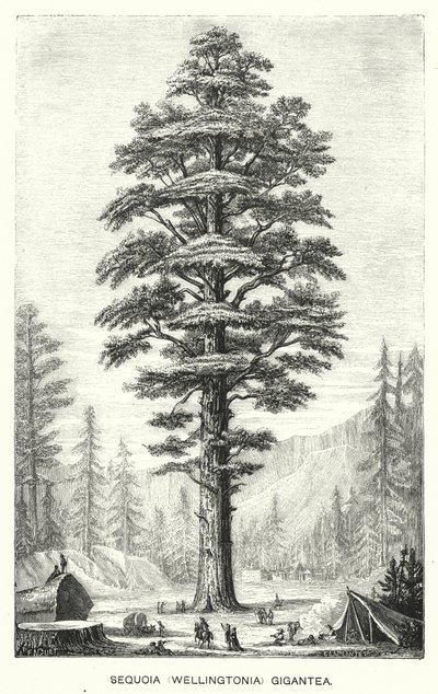 Sequoia (Wellingtonia) Gigantea (gravure) door English School