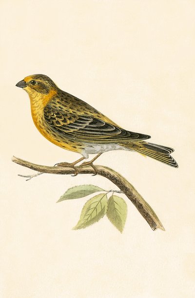 Serinvink, illustratie uit 