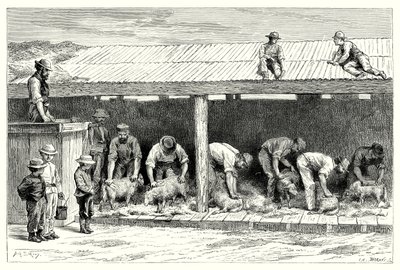 Schapen scheren (gravure) door English School